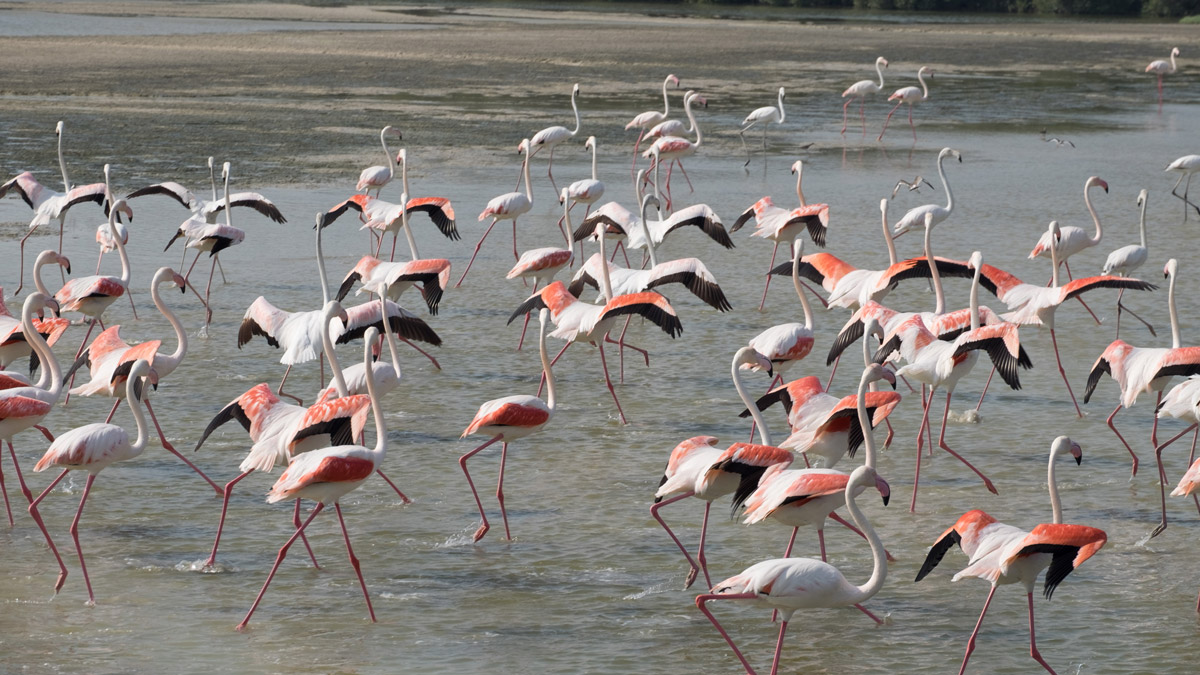 Flamingos