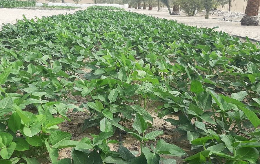 UAE Gardens